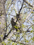 Great Horned Owls